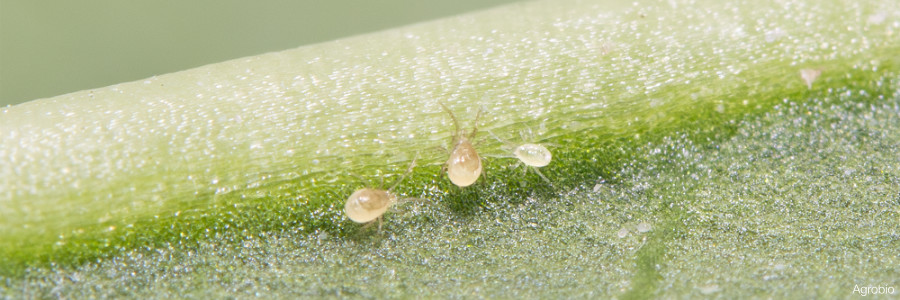 Agrobío lanza PHYTOplus para controlar araña roja