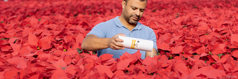 Agrobio lidera el control biologico en Poinsettia