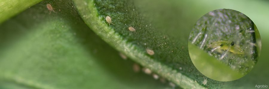 Protección contra Thrips parvispinus